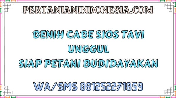 Benih Cabe Sios Tavi Unggul Siap Petani Budidayakan